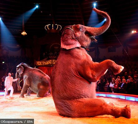Цирковой слон травмировал 12 детей в США