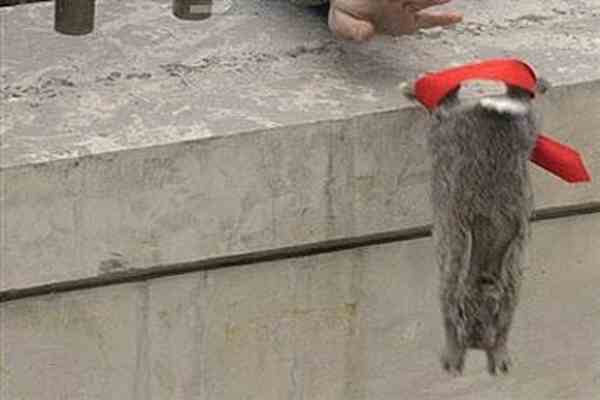 У резиденцію Саакашвілі запустили кролика в краватці