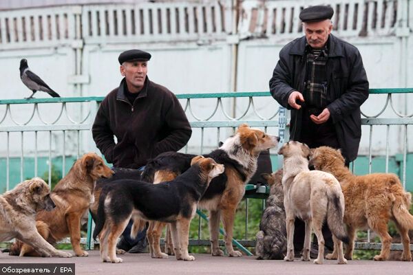 У Черкасах скуповують бездомних собак
