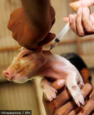 Украина изучает угрозы свиного гриппа