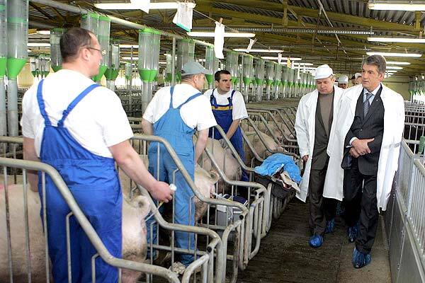 В Україну чужі свині не пройдуть