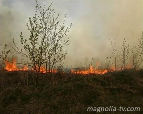 На Киевщине сгорело 100 гектаров леса