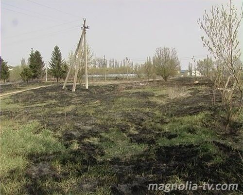 На Киевщине сгорело 100 гектаров леса