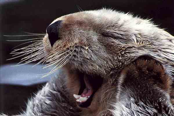 Японську видру призначили радником з туризму