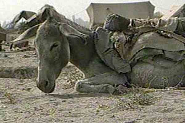 Афганські бойовики озброюються ослами-смертниками