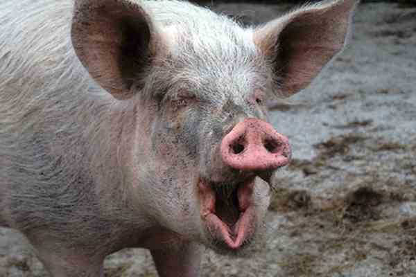 Влада Єгипту знищили 26 тисяч свиней