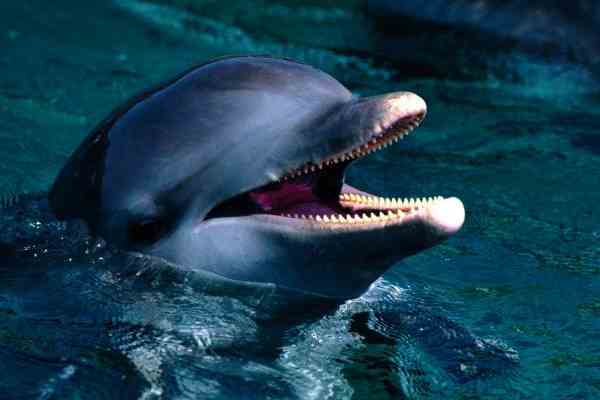 На українському судні знайшли 60 кг м'яса дельфінів
