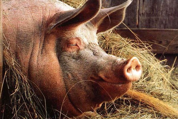 Единственная в Афганистане свинья посажена под карантин 