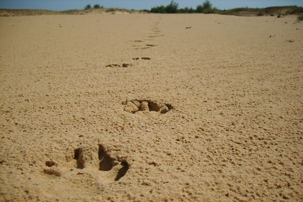 Чиновники ОГА пойдут в поход по пустыне