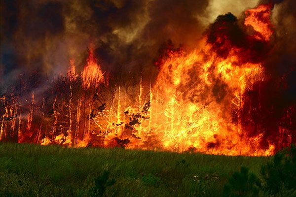 На Днепропетровщине горит лес