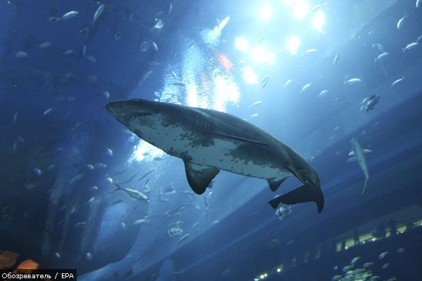 В результате нападения акулы погибла туристка