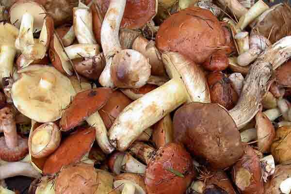 На Вінниччині 4 людини отруїлися грибами