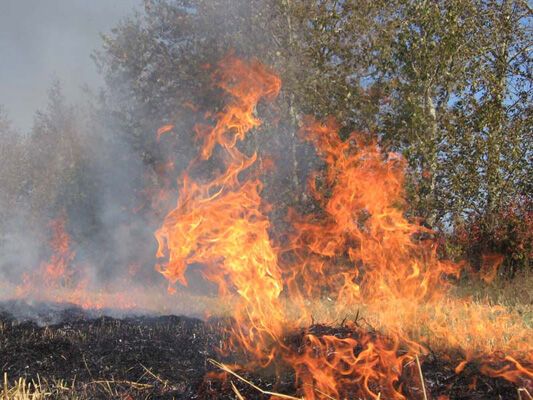 На Луганщині вирують лісові пожежі