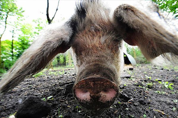 Женщина-полицейский подхватила свиной грипп от задержанного