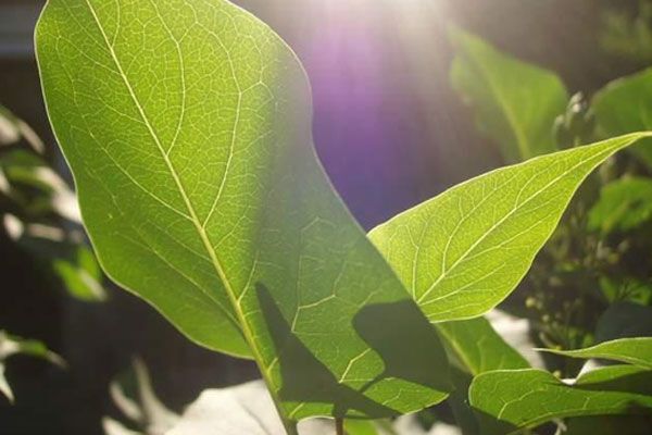 Человечество погибнет от удушья