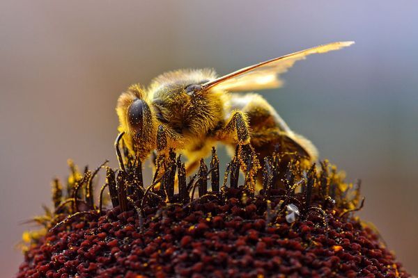 С королевской пасеки Британии украли полмиллиона пчел