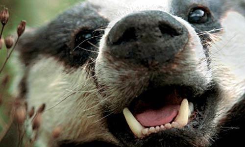 Пьяный как свинья барсук заблокировал движение по автобану