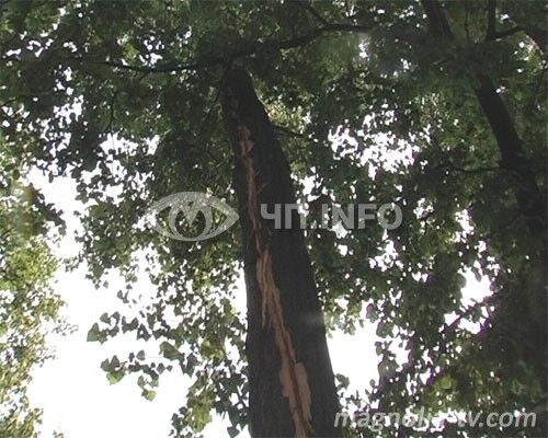 В Гидропарке два человека пострадали от молнии