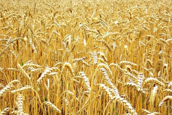 На Херсонщині згоріло 40 гектарів пшениці