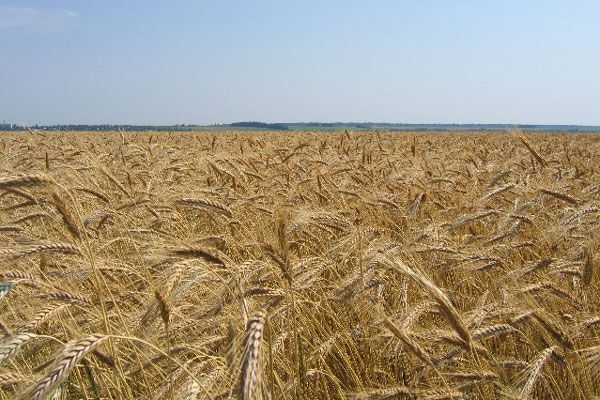 Украинское зерно пойдет на помощь голодающим