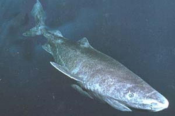 Ексімосам доведеться пустити гренландських акул на біопаливо