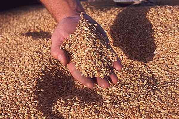 Страны голодной Африки ждут украинского зерна