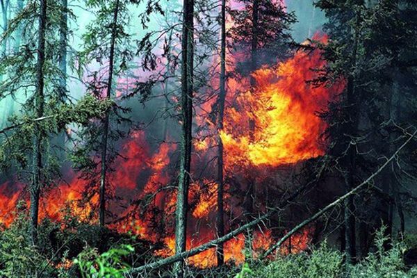 В Европе бушуют лесные пожары