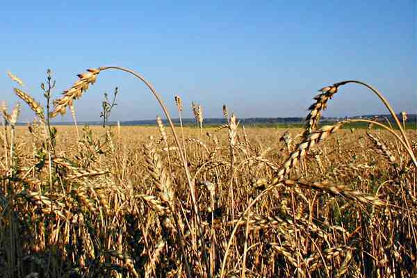 Украина помогла Эфиопии миллионом кило пшеницы