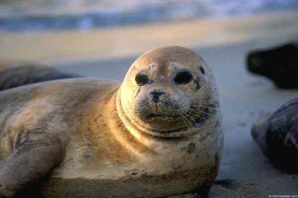 Канада обжалует в суде запрет на импорт тюленей