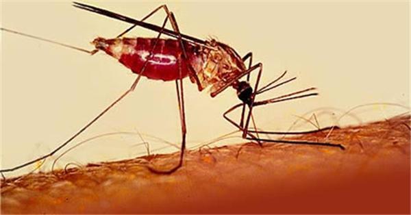 Тропическая малярия обнаружилась в Кировограде