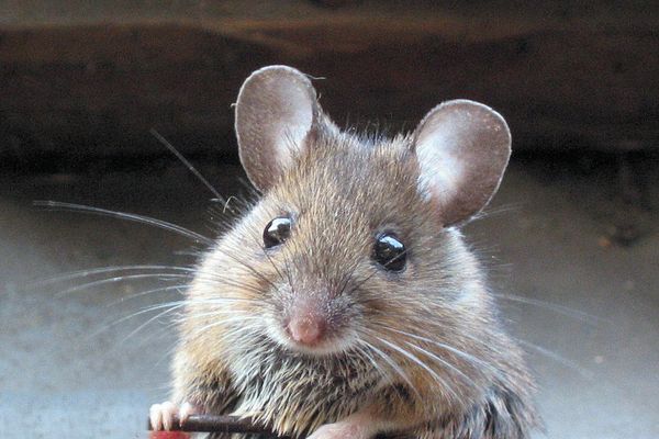 Миші майже повністю погризли вінницький Музей хліба