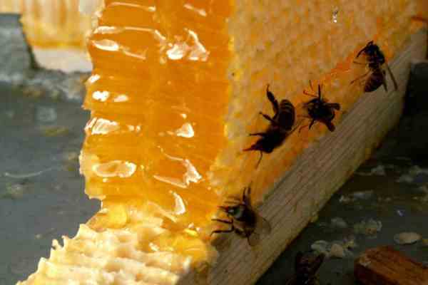 Більше тонни меду мало не вивезли з України до Росії