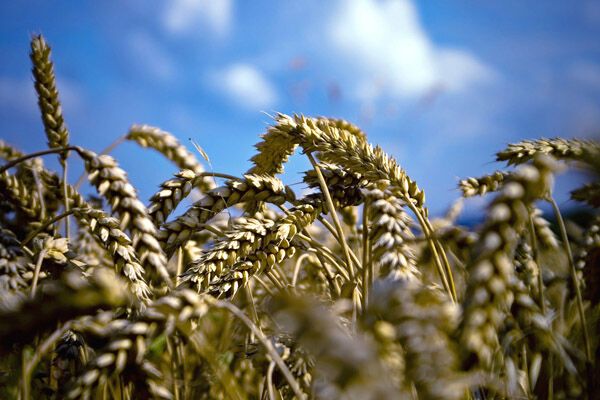 Україна - в" трійці" світових експортерів зерна