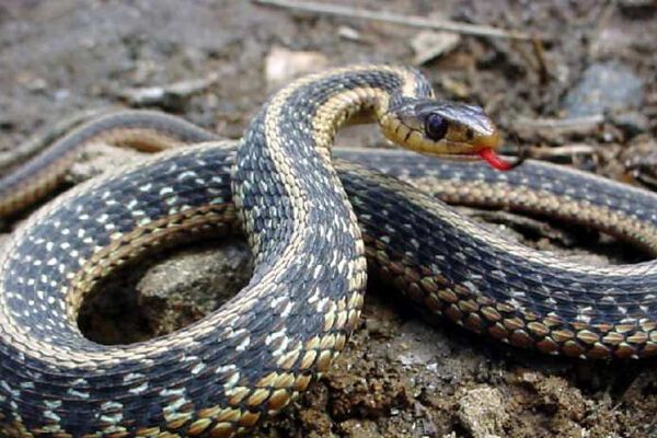 На Херсонщині жінку вкусила отруйна змія