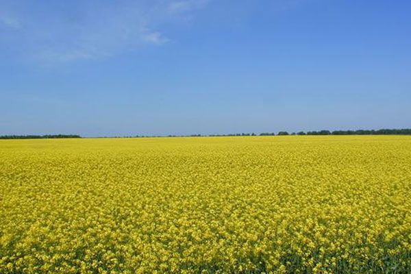 Полтава отказалась поднимать флаг Украины