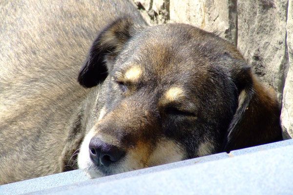 У Криму вбивають собак на очах у їхніх господарів