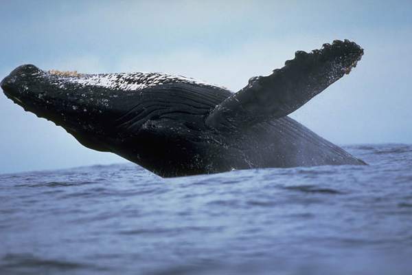 В лондонской Темзе найден кит-горбач, умерший от голода