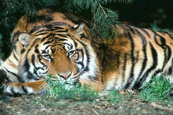 Відвідувачів зоопарку евакуювали через втекли тигрів