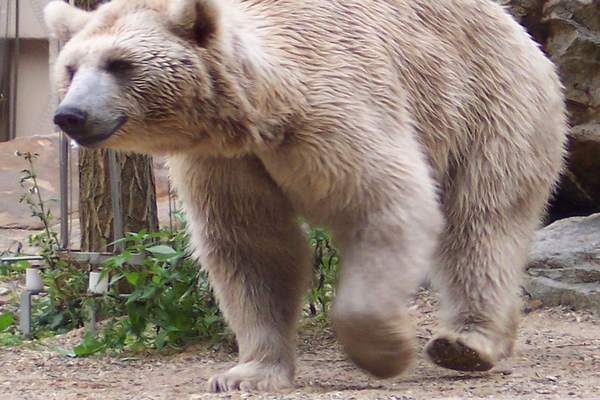 В немецком зоопарке медведь растерзал подругу