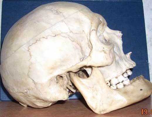 Череп Гитлера принадлежал женщине