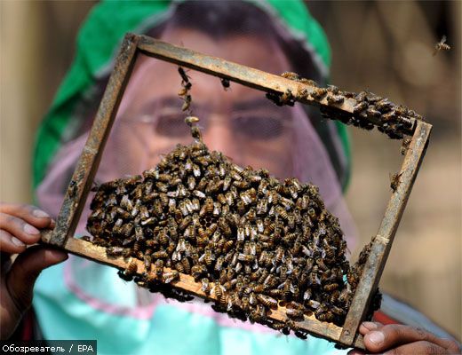 В результаті ДТП 20 осіб покусали бджоли (ВІДЕО)