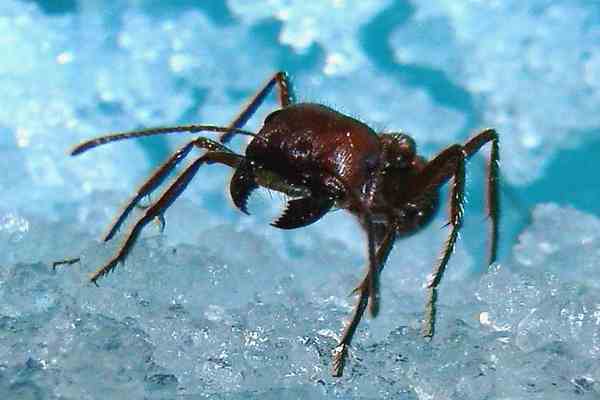 Орды муравьев-психов вторглись на юг США