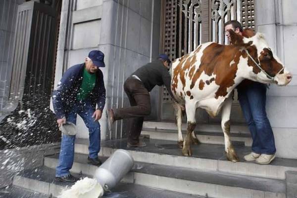 Европейские фермеры грозятся снова утопить Брюссель в молоке