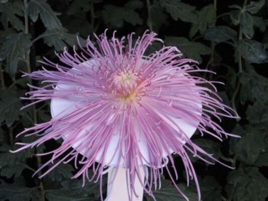 У Криму - грандіозний бал хризантем. ФОТО