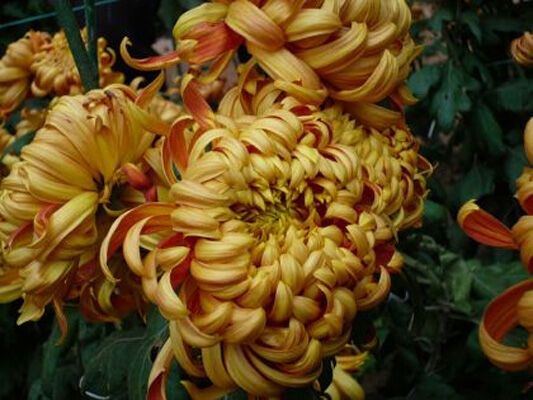 У Криму - грандіозний бал хризантем. ФОТО