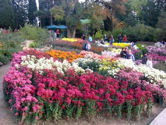 У Криму - грандіозний бал хризантем. ФОТО