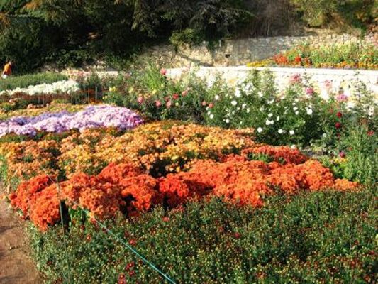 У Криму - грандіозний бал хризантем. ФОТО