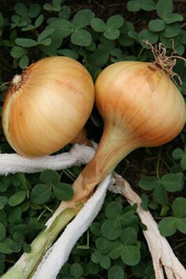 Модний осінній декор для кухні (ФОТО)