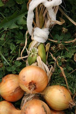 Модний осінній декор для кухні (ФОТО)