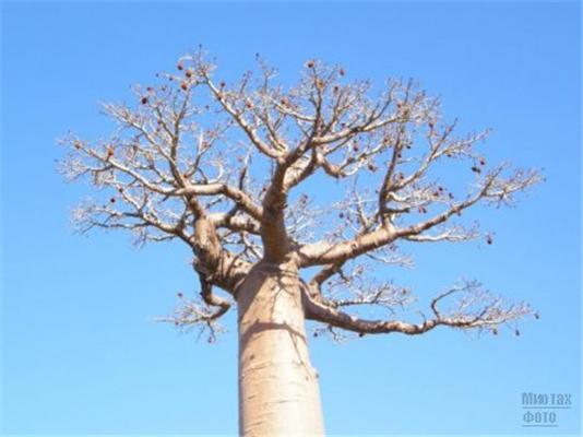 Не многие знают как выглядит дерево баобаба